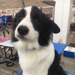 Meet your Posher, Thomas